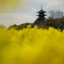 塔と菜の花