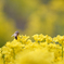 菜の花とミツバチ