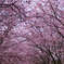 安行寒桜（北浅羽桜堤）
