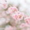 清らかに