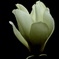 Natural Love