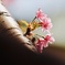 河津桜