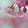 桜色舞う頃・・・