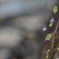桜も良いけれど