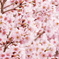 一面桜色