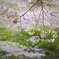 新緑と桜と