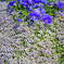 春の歓び　IMGP2485zz