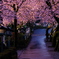 桜参道
