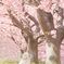 First cherry blossom 