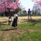 馬見丘陵公園の河津桜。