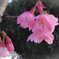 陽光桜