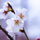雨あがりの桜