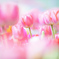 Spring color