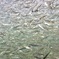 鮭（サケ）稚魚の群泳
