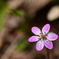 山野に咲く花