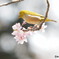 桜のブランコ