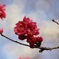 三ツ池公園の花桃2