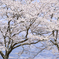 高台の桜〜満開を待ちわびて