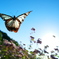 BS6T6763.....SILKYPIX_10__7  .....211020