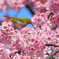 メジロと大寒桜 ①