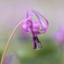 カタクリの花　①　220325 