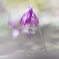 カタクリの花　②　220325
