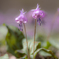 カタクリの花　③　220325