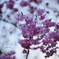 横浜緋桜