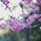 横浜緋桜２