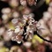 三ツ池公園の桜