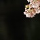 三ツ池公園の桜2