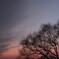 梢上の夕月
