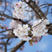 桜咲き始め