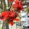 石垣島の春の花