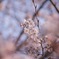 桜花