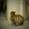 春、ぬこ　part2