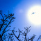 太陽に向かって