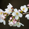 代々木公園の桜