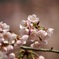 南桜公園のオオカンザクラ4