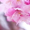 陽光桜