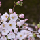 代々木公園の桜