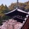護念院の枝垂れ桜