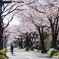 綺麗な桜！！