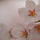 柔光の桜１