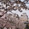 春の日に　姫路城