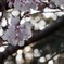 桜を玉ボケで飾る