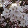 神々しい桜