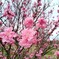 春は桃色