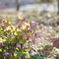 Early spring