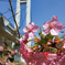 山田池公園の河津桜